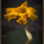 Gelbe Kürbisblüte im Detail, Teil einer Fotoprojekt-Serie vom Zierkürbis.