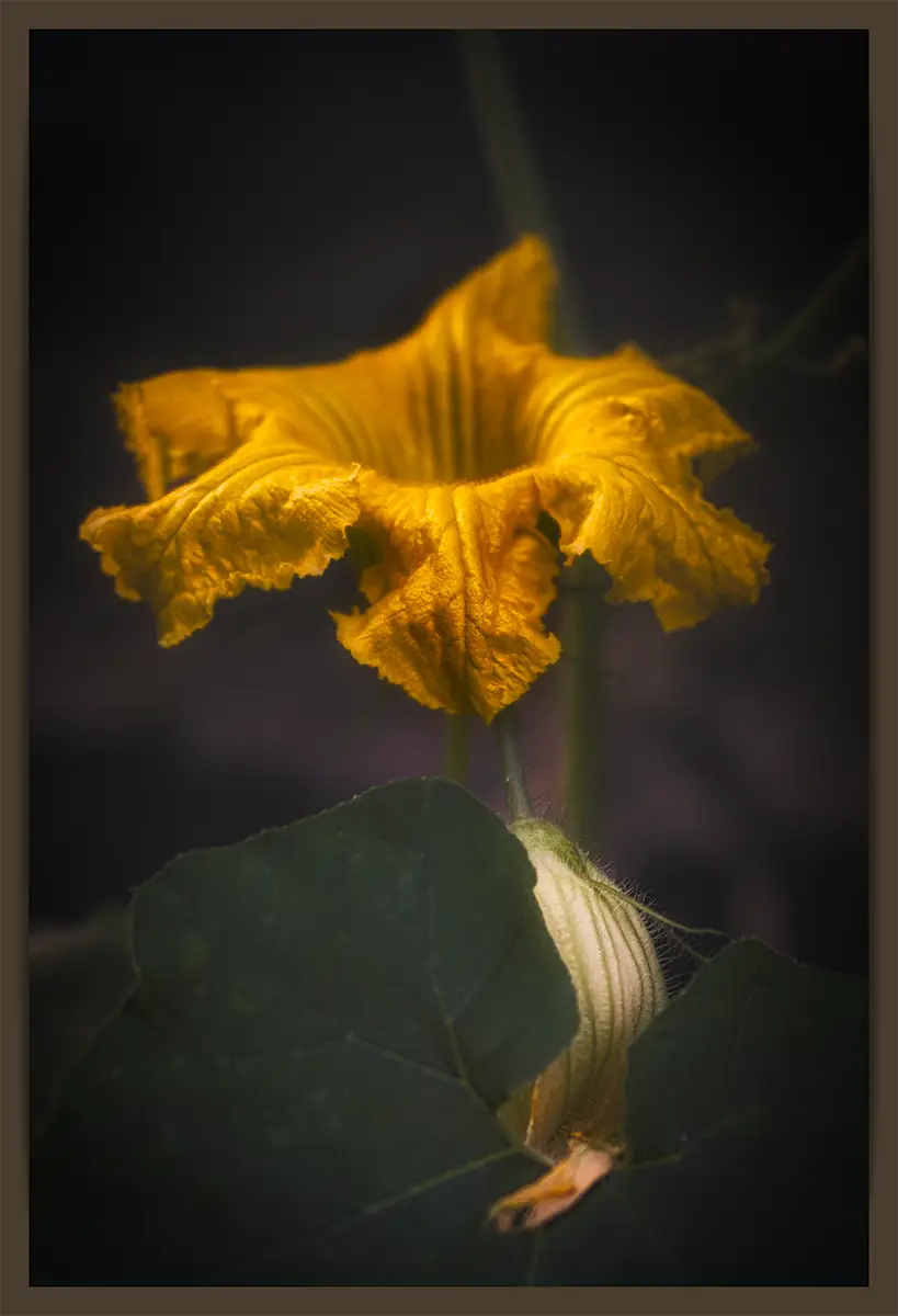 Gelbe Kürbisblüte im Detail, Teil einer Fotoprojekt-Serie vom Zierkürbis.