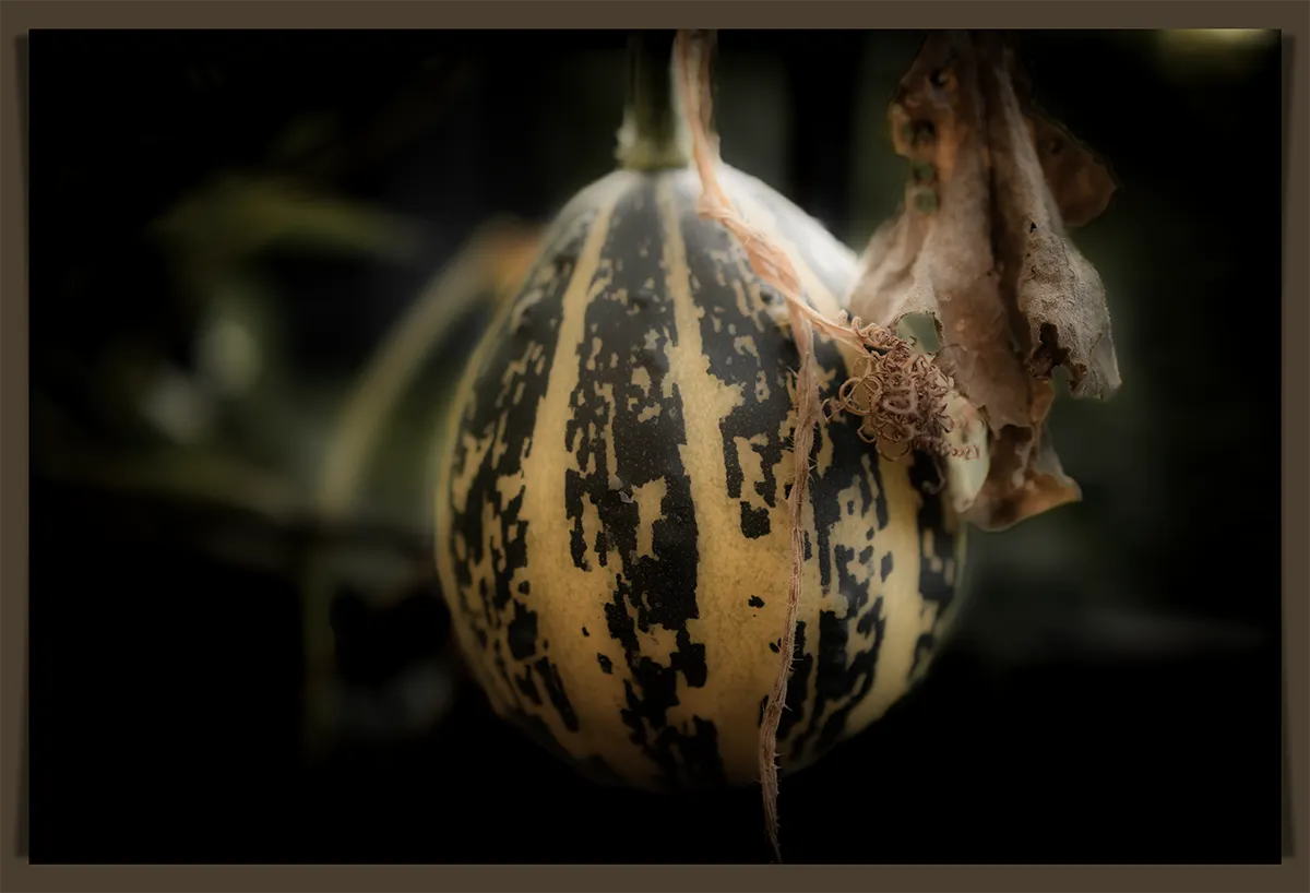 Zierkürbis-Frucht mit markanter Musterung am Stiel, Teil einer Fotoprojekt-Serie.