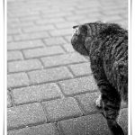 Schwarzweißfoto einer Katze mit Knickohren, die ruhig über das Pflaster auf den Innenhof zuläuft.
