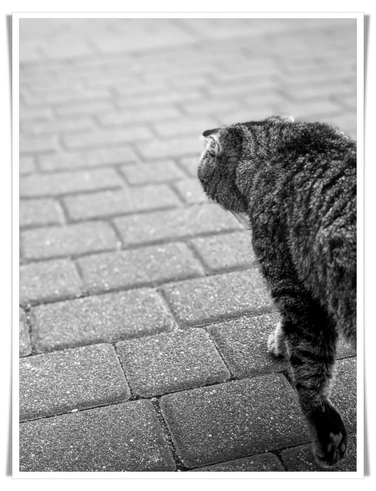 Schwarzweißfoto einer Katze mit Knickohren, die ruhig über das Pflaster auf den Innenhof zuläuft.