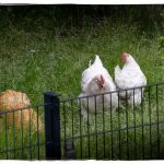 Fünf Hühner und ein großer Hahn laufen auf einer verwilderten Wiese hinter einem Zaun. Die Tiere gehören zu den Nachbarn und nutzen einen versteckten Durchgang zum angrenzenden Grundstück.