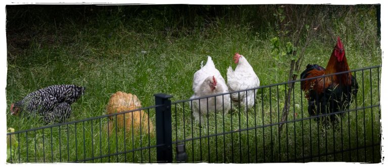 Fünf Hühner und ein großer Hahn laufen auf einer verwilderten Wiese hinter einem Zaun. Die Tiere gehören zu den Nachbarn und nutzen einen versteckten Durchgang zum angrenzenden Grundstück.
