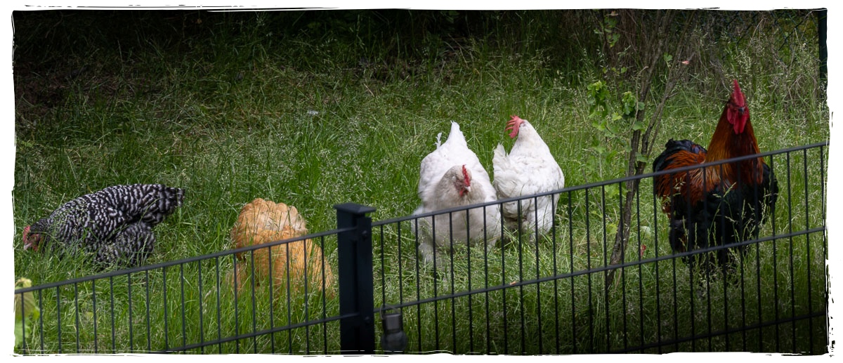 Fünf Hühner und ein großer Hahn laufen auf einer verwilderten Wiese hinter einem Zaun. Die Tiere gehören zu den Nachbarn und nutzen einen versteckten Durchgang zum angrenzenden Grundstück.