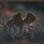 Ein einzelner Pilz an einem kühlen Herbstmorgen im Gras, leicht schief gewachsen, mit matter Kappe – fotografiert in Nahaufnahme.