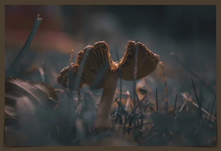 Ein einzelner Pilz an einem kühlen Herbstmorgen im Gras, leicht schief gewachsen, mit matter Kappe – fotografiert in Nahaufnahme.