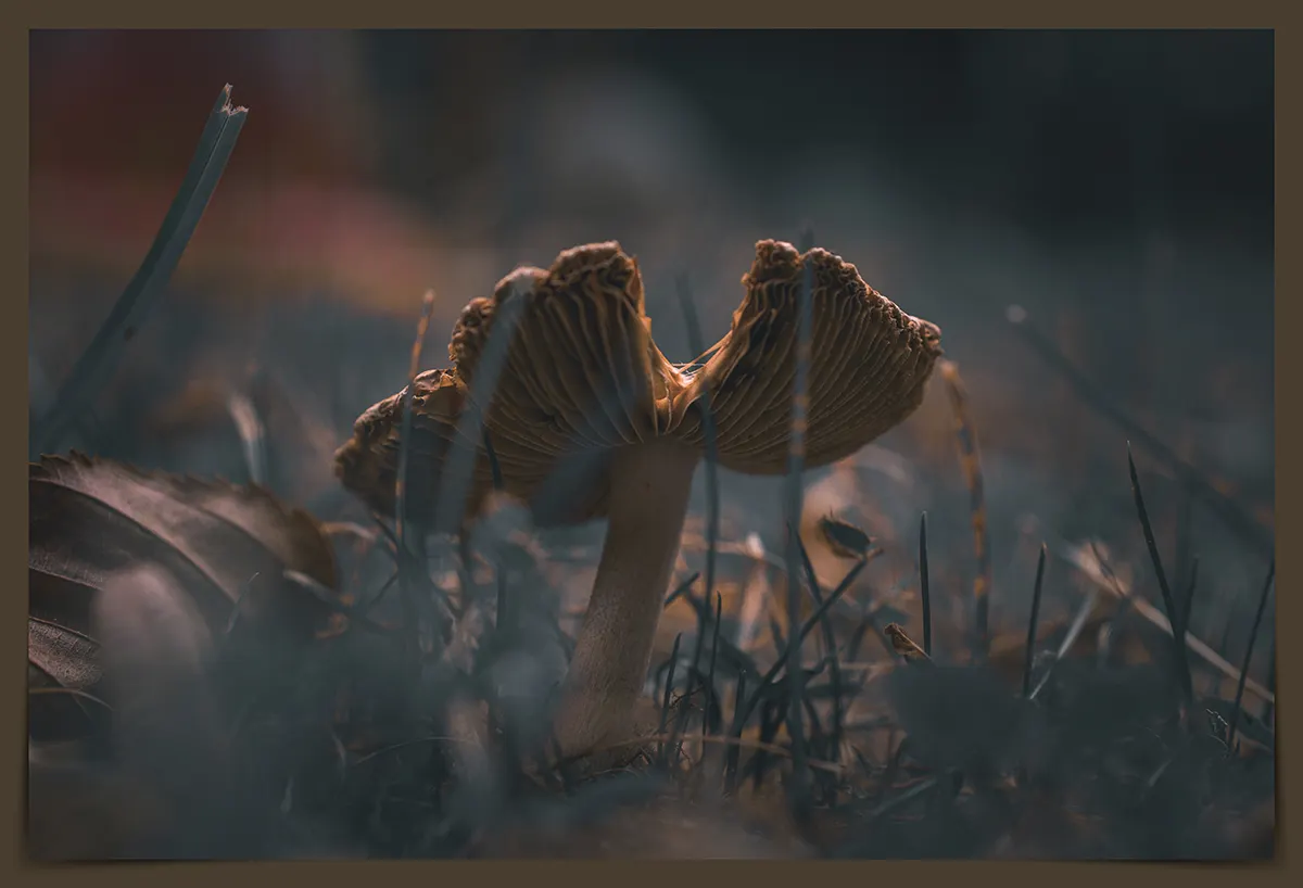 Ein einzelner Pilz an einem kühlen Herbstmorgen im Gras, leicht schief gewachsen, mit matter Kappe – fotografiert in Nahaufnahme.